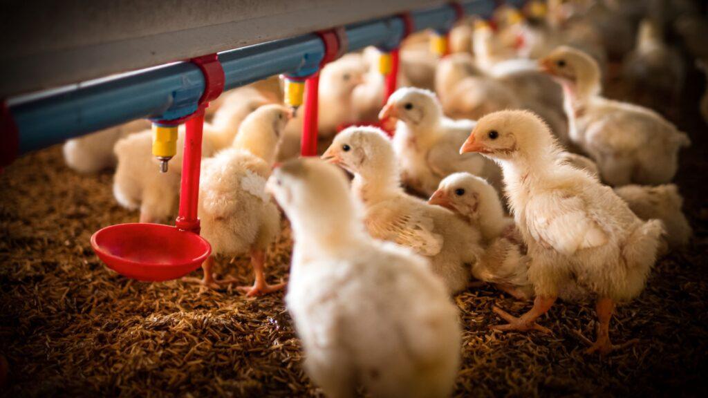 Mehrere Küken in einer Geflügelfarm, die unter einer automatischen Futter- und Wasseranlage stehen. Futtermitteltanks im Hintergrund.