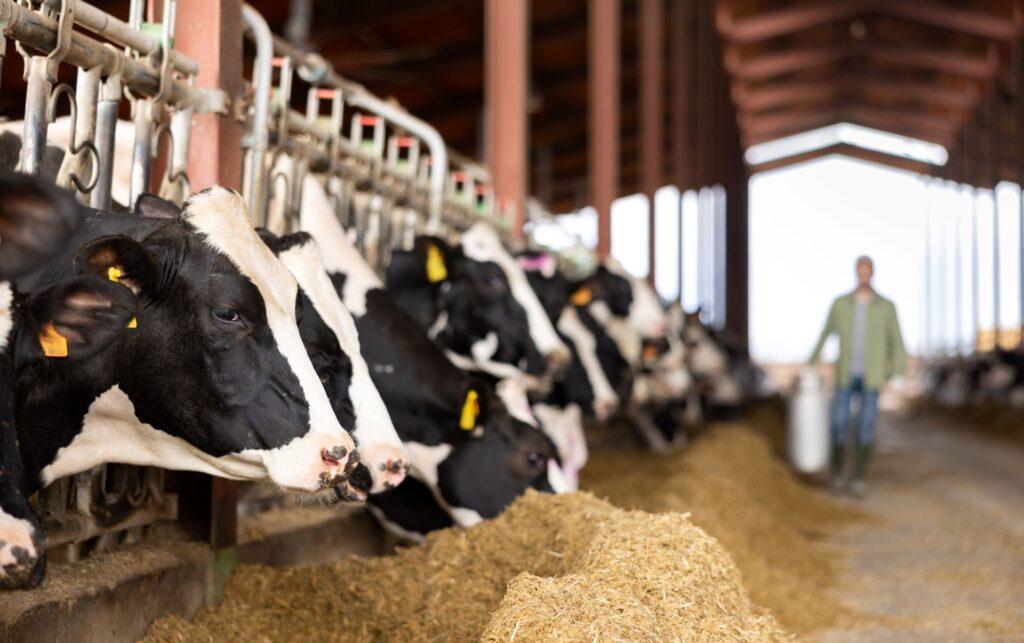 Milchkühe in einer modernen Viehfarm