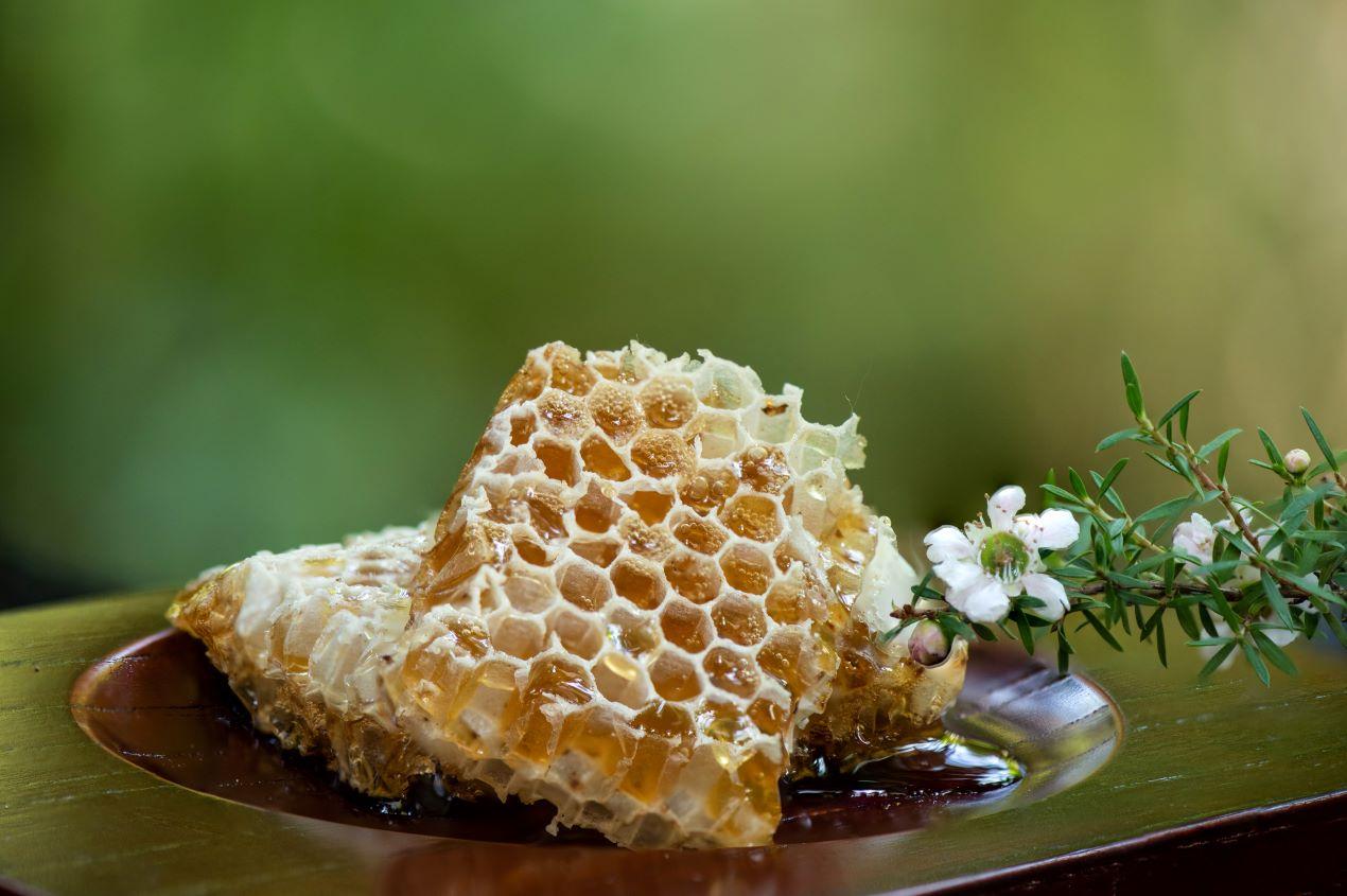 Nahaufnahme einer Honigwabe mit Manuka-Blüten, die den Manuka Honig Ursprung und die Pflanze zeigen