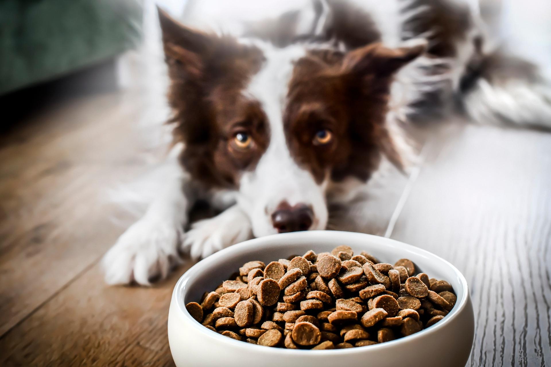 Hund mit Blick auf Fressnapf | Pernaturam

